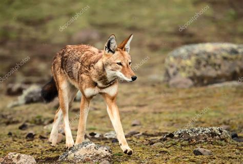 Acercamiento del lobo etíope, el cánido más amenazado del mundo y la ...