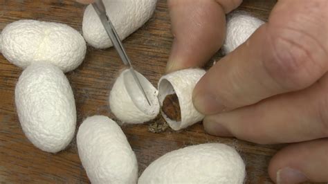 How To Get Silk From Silkworm Cocoons At Douglas Hill Blog