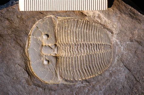 Scientists Unlock the Secrets of an Unusual Ancient Species’ Survival ...
