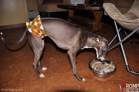 Italian Greyhound Belly Bands Pawlicity Romp Italian Greyhound