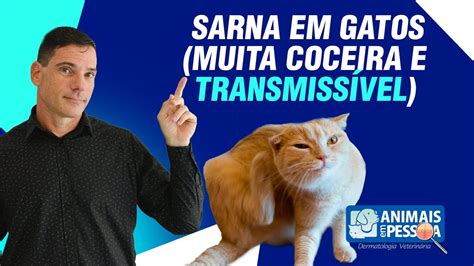 Sarna Em Gatos Muita Coceira E Transmiss Vel Youtube