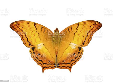 Beautiful Yellow Butterfly Isolated On White Background Stock Photo