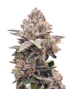 Strawberry Kush Feminized Cannabis Seeds Rocket Seeds