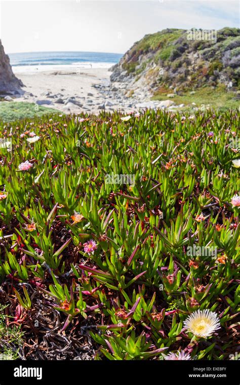 Coastal Ground Cover Succulent In The California Coast Stock Photo Alamy