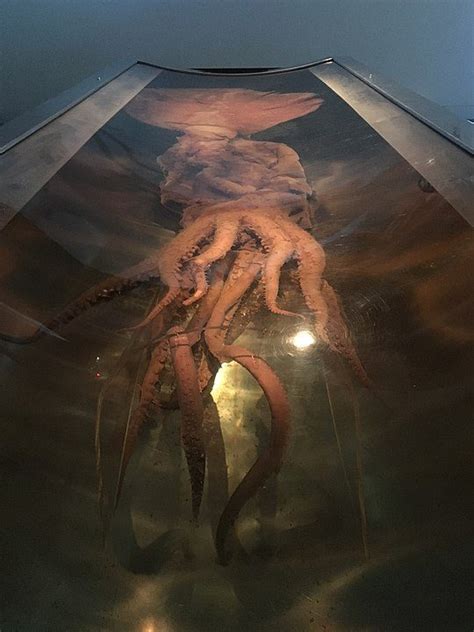 Top 10 Interesting Facts About The Colossal Squid New Zealand