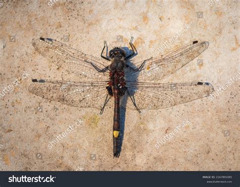 Closeup Large Whitefaced Darter Leucorrhinia Pectoralis Stock Photo