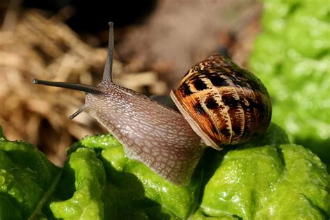 22 Common Bean Pests And How To Eliminate Them