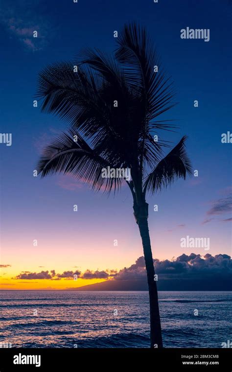 Tropical Palm Tree Waving In Wind Stock Photo Alamy