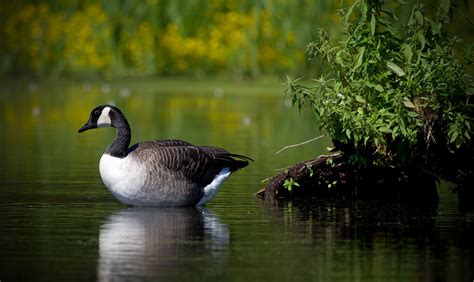 🔥 50 Canadian Geese Wallpapers Wallpapersafari