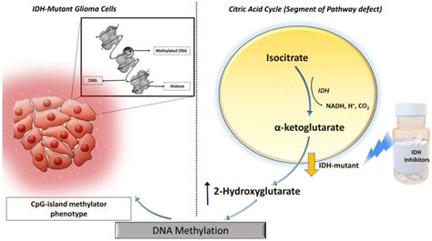 Relationship Of IDH Mutations To Levels Of 2HG An Oncometabolite And