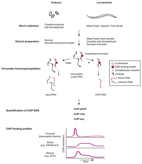 Experimental Steps For Chromatin Immunoprecipitation Chip Analysis Of