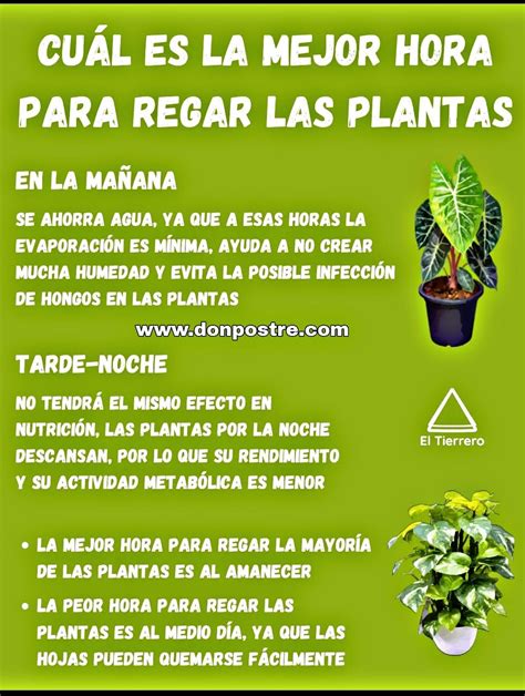 Don Postre Blog Archive ¿cual Es La Mejor Hora Para Regar Las Plantas