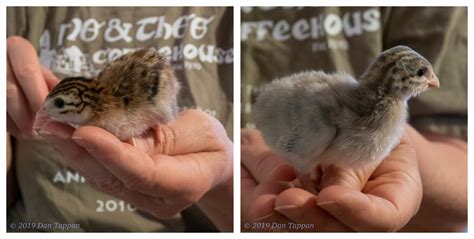 5 Day Old Guinea Fowl Keets 2019 Chickcam