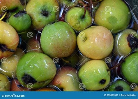 The First Juicy Small Green Apples With Red Yellow Dark Spots Float