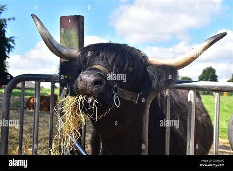 Scottish Highland cattle Stock Photo - Alamy