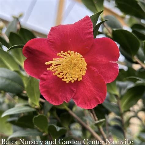 Topiary Hedge Box Camellia Sas SL Yuletide Red No Warranty