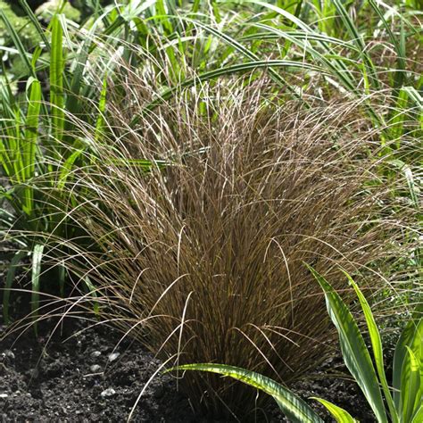 Carex Seeds - Carex Flagellifera Bronze Ornamental Grass Seed