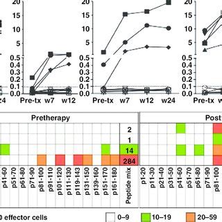 Enhancement Of Cytotoxicity Of Ny Eso Specific Cd T Cell Lines