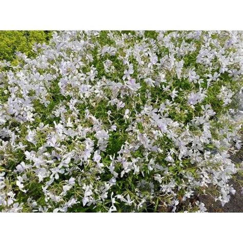 Vlambloem Flox Phlox Divaricata Vaste Planten Planten Online