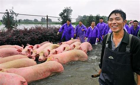 農村養豬這麼多年，你竟然不知道有這2大類，12項補貼可以領嗎？ 每日頭條