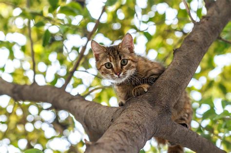 Cat on the tree stock image. Image of climbing, garden - 169711167