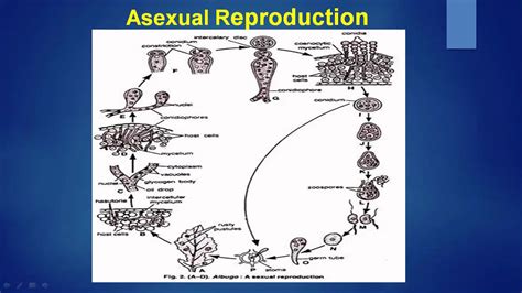 Asexual Reproduction Albugo Youtube