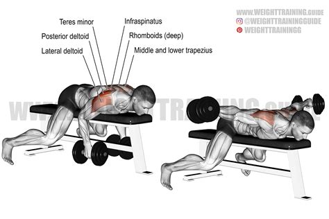 Lying Reverse Dumbbell Fly Exercise Instructions And Video