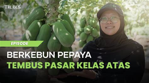 Berkebun Pepaya Tembus Pasar Kelas Atas Trubus