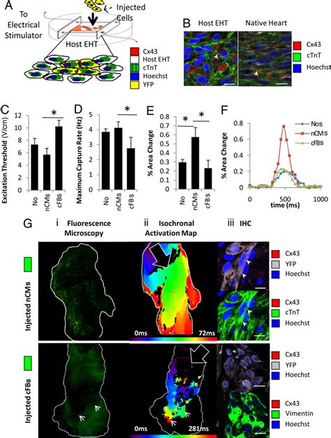 Validation Of Eht As Host Model Heart Tissue For In Vitro Injection