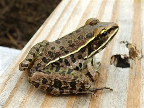 Southern Leopard Frog Facts And Pictures