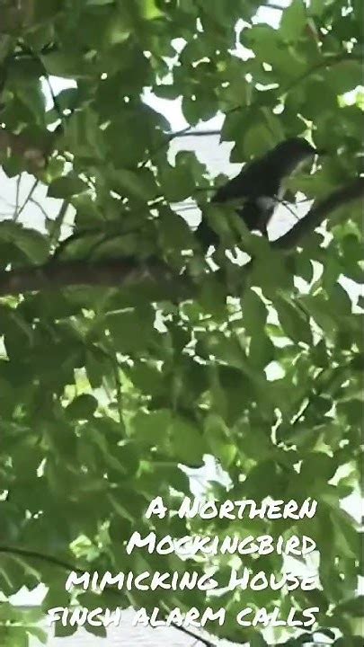 Northern Mockingbird Mimicking House Finch Alarm Calls 🐦🎼 Youtube