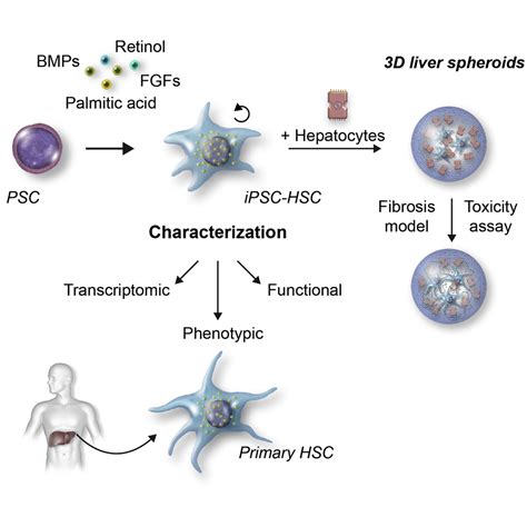 Generation Of Hepatic Stellate Cells From Human Pluripotent Stem Cells Enables In Vitro Modeling