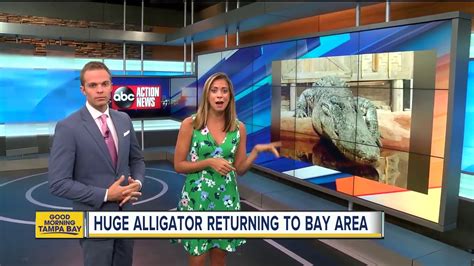 14 Foot Long Alligator Named Mighty Mike Returning To Tampa Bay Area