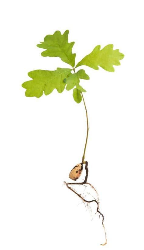 Oak Tree Sapling: How To Grow Plus Where To Buy - Tree Journey