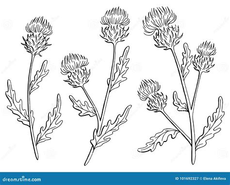 El Blanco Negro Gr Fico De La Flor Del Cardo Aisl Vector Del Ejemplo