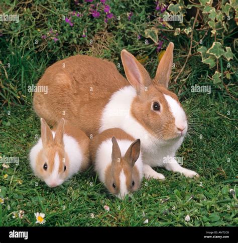 Dutch Rabbit Female With Babies In Garden Flower Setting Stock Photo