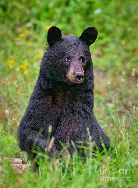 Sitting Black Bear Photograph by Timothy Flanigan