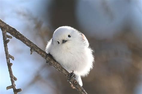 北海道の雪の妖精「シマエナガ」がかわいすぎるtenkijpサプリ 2020年03月07日 日本気象協会 Tenkijp