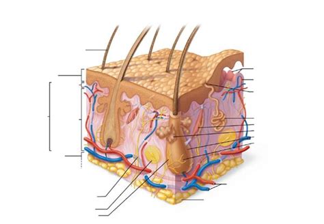 Skin Labeled Diagram