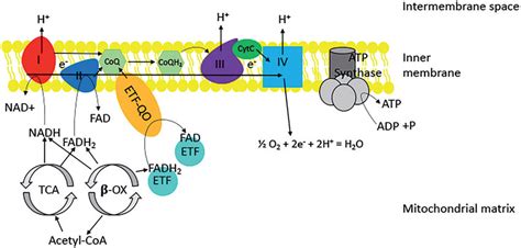 Fadh2 Electron Transport Chain