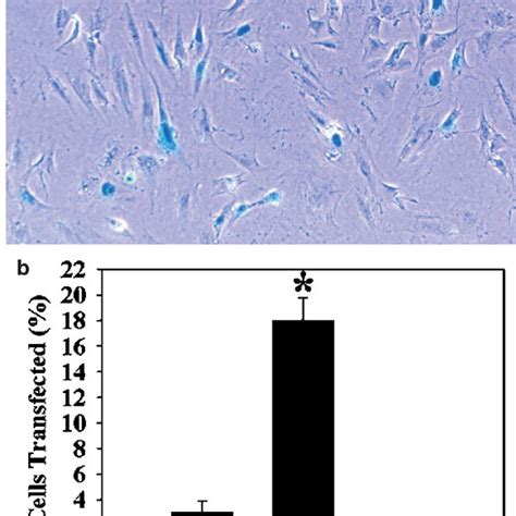 Transfection And Cytoskeletal Manipulation Cells Grown On Native