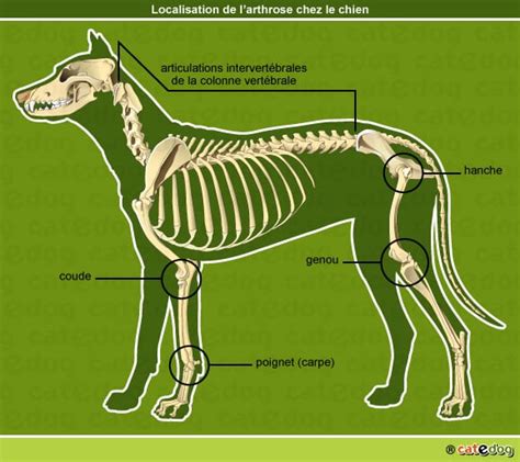 Arthrose chez le chien Conseils vétérinaires illustrés Catedog