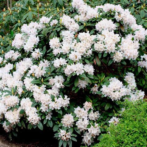 White Rhododendrons For Sale