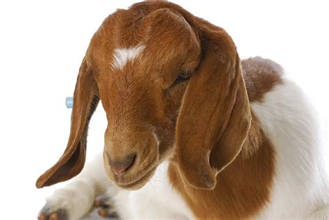 Raising Boer Goats for Profit: The Ultimate Guide - Boer Goat Profits Guide