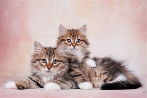 Cute Cat Breeds That Stay Small - Cat's Blog