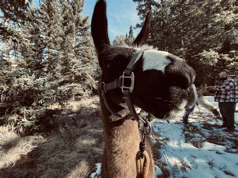 Fossil Ridge Pack Llamas