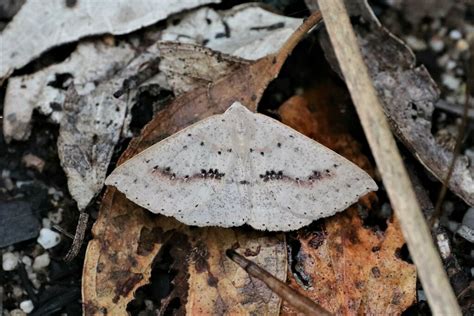 Nearcha Curtaria From Jarrahmond VIC 3888 Australia On February 26