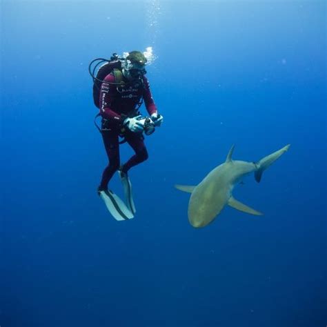 Support Shark and Ray Global Conservation | FIU Foundation