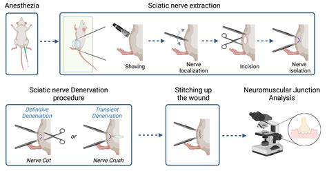 Simple Methods For Permanent Or Transient Denervation In Mouse Sciatic