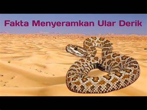 Fakta Yang Menyeramkan Tentang Ular Derik YouTube